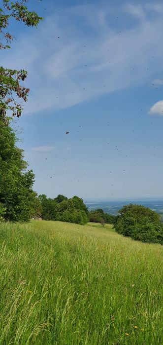 Miere albine BIO salcâm - tei - mur