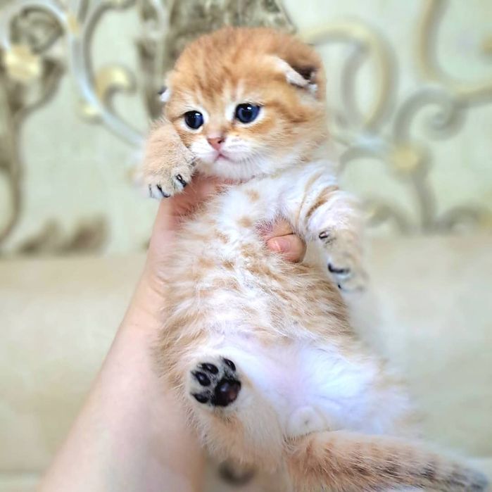 Котёнок от правильной вязки