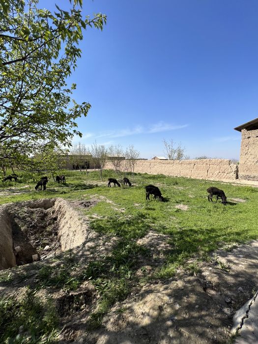 Uchastka sotiladi  arzon narxda !