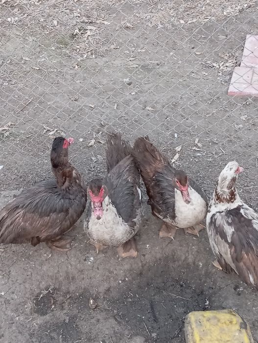 Продам индоуток молодые