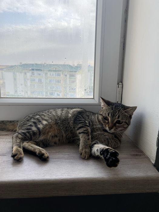 Кошечка в добрые руки