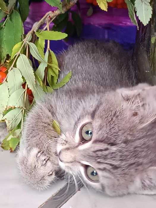 ОБЫЧНЫЙ КОТЕНОК котенок 2 мес. Девочка и Мальчик