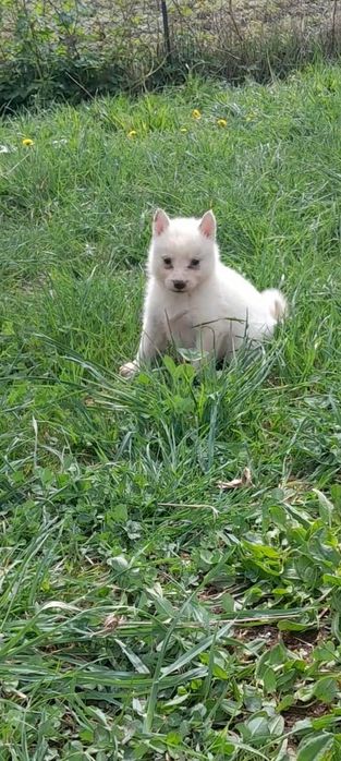 Щенки лайки западники