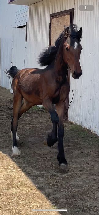 Продам жеребчика