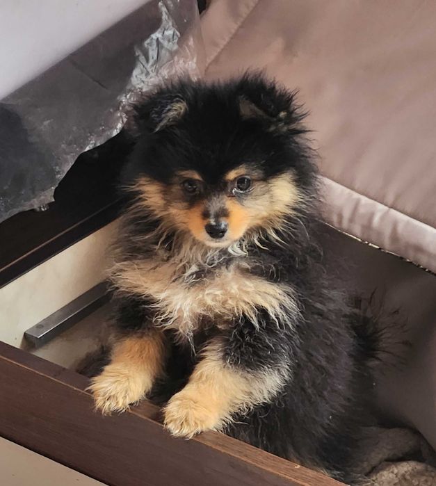 Померани пухови сладури