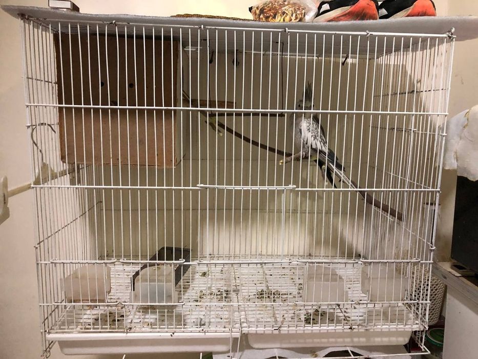 Karelloooo Qafasi bilan Arzon