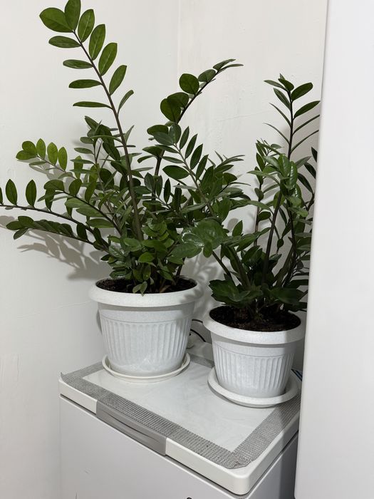 Продам комн.цветы