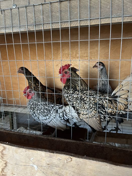 Sibrayt limon 1+1 va Fenix moda