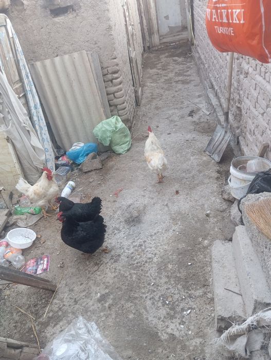 Хурозло жужалар сотилади