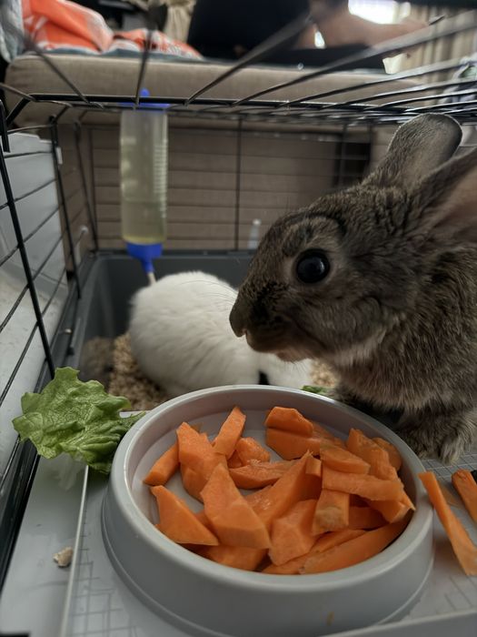 Отдам даром кролика