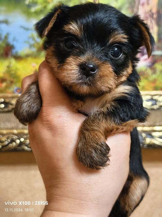 Очаровательные щенки Йорка.