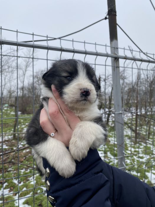 Donez Catei Ciobanesc Mioritic cu  Carpatin