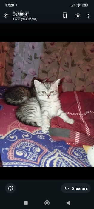 Шотланды 1,5 месяцев.