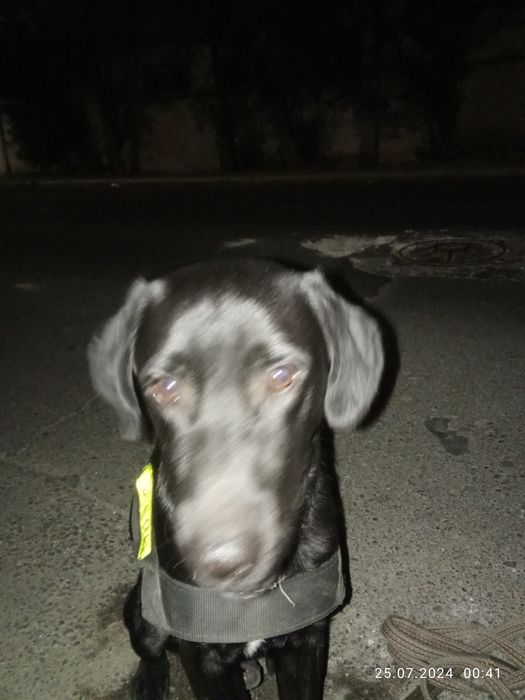 Лабрадор отдам даром