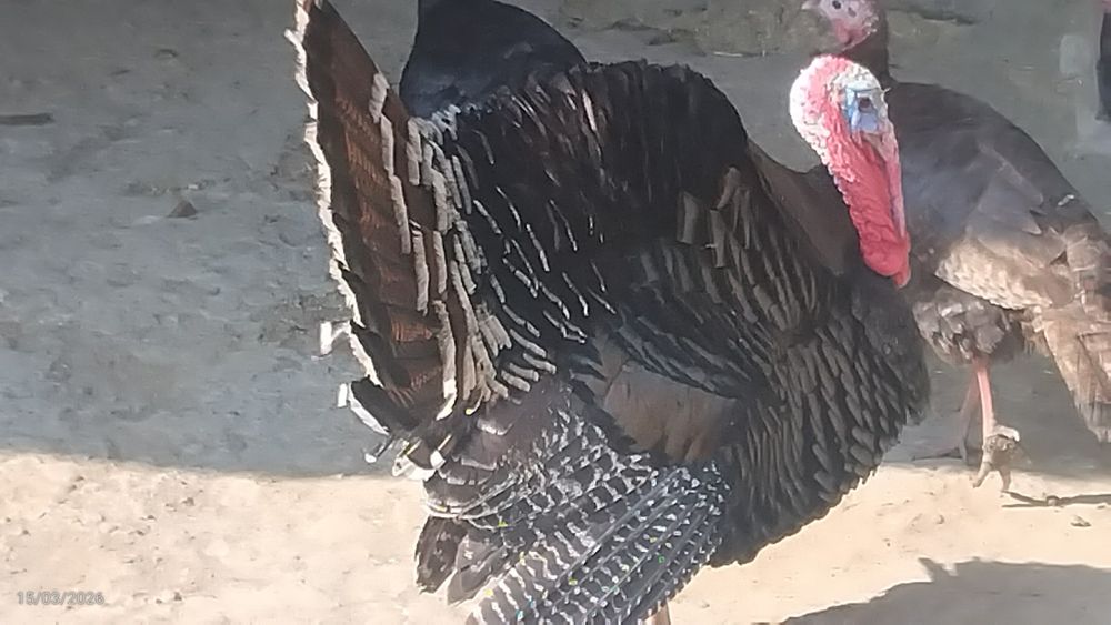 Kurkalar sotiladi sogʻlom eng yaxshi narxda