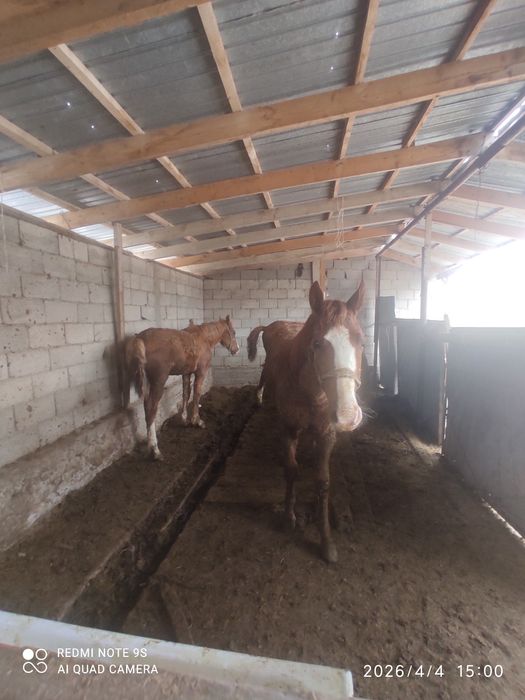 3 бас тай сатылады