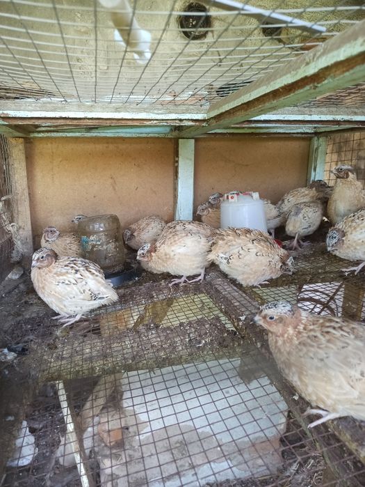 Продам перепелок, бөдене.