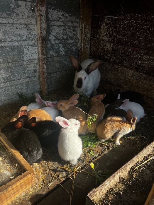 Vând iepuri Uriașul German