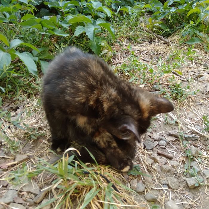 Котенок девочка, в добрые руки