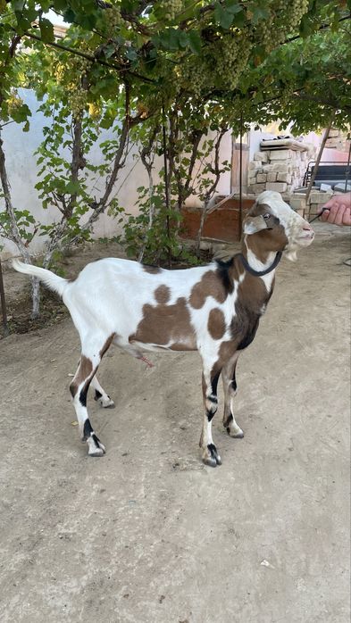 нуби ешкы алпы нуби аралас теке