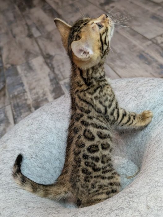 Бенгальские котята