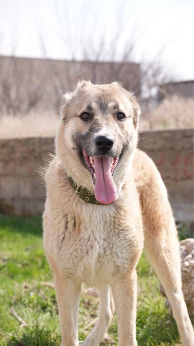 Филл. Молодой алабай. Ищет семью