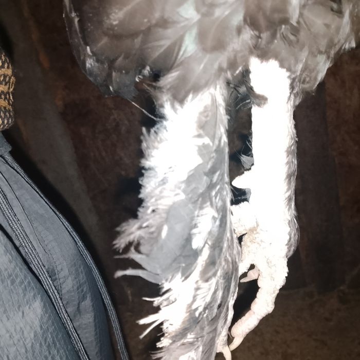 Продаю питушка полу брамы