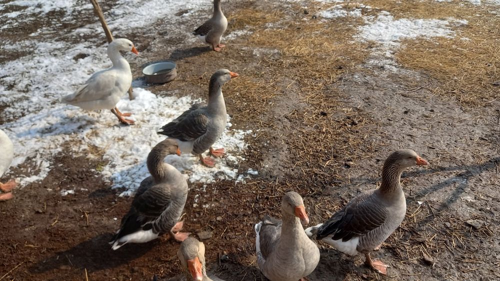 Vând ouă de gâscă pentru incubat,rasa , touluse și ,,emden",preț neg.