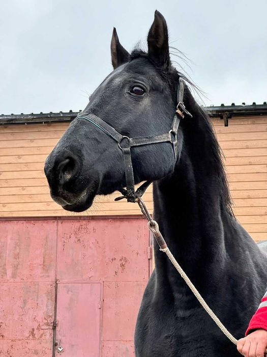 Продаётся лошадь