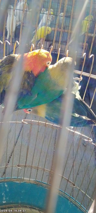 Nerzushka qushlar 3 dona