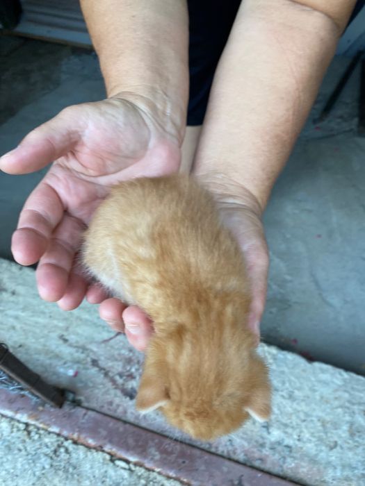 Adoptie urgenta pui pisica Cluj