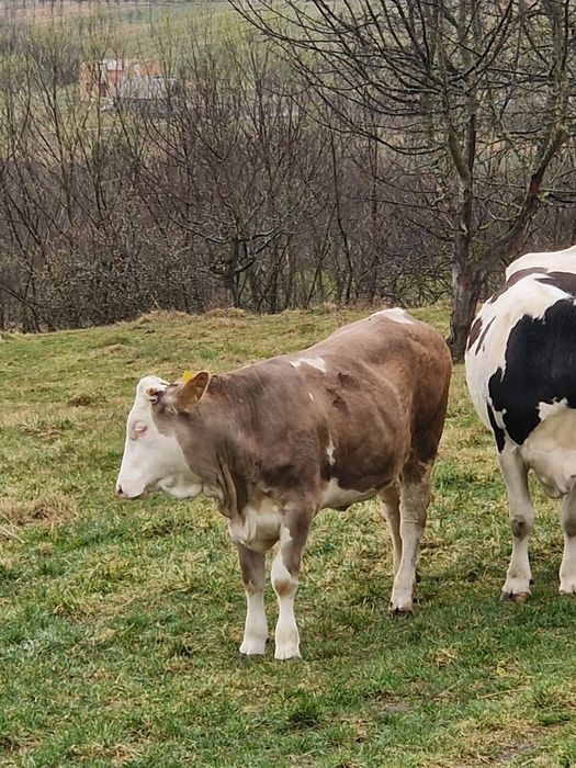 Vitea de 10 luni de vanzare