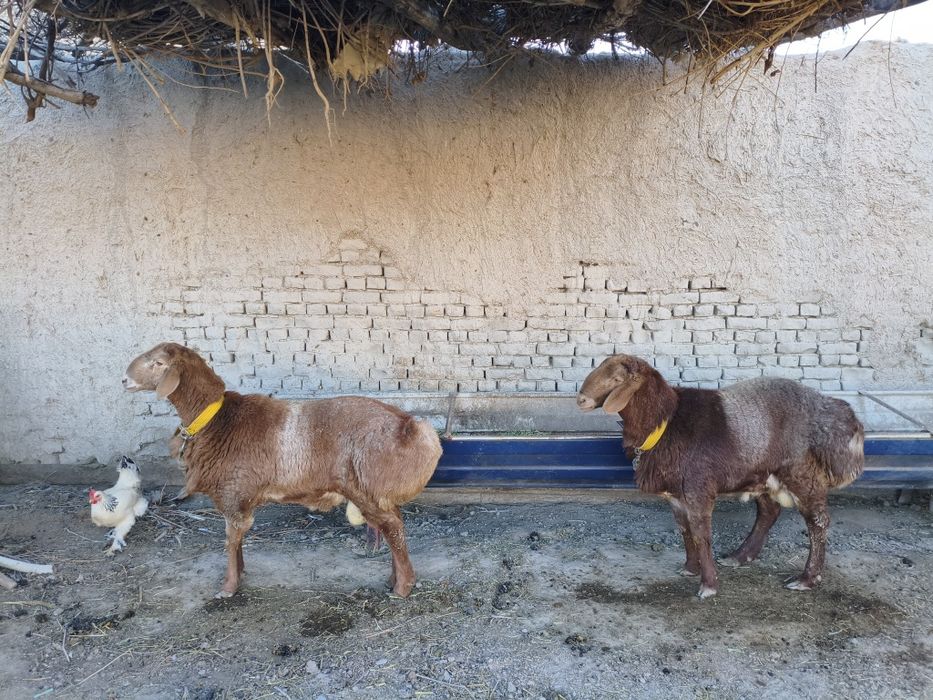 Arashan qoʻchqorlar. Zot uchun