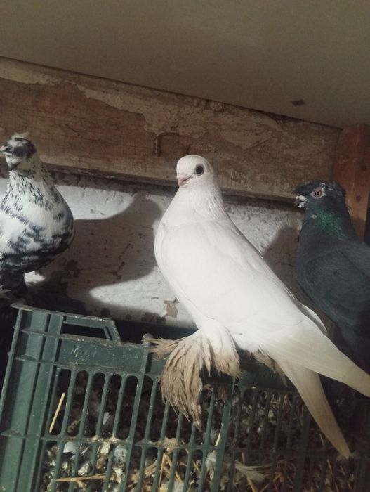 Продоёться голуби двухчубые. Вольные но не гоненные. Все голубки