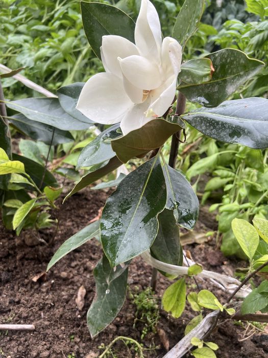 Magnoliya magnolia little gem grandflora