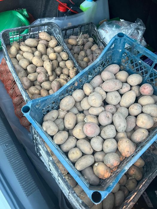 Cartofi de sămânță