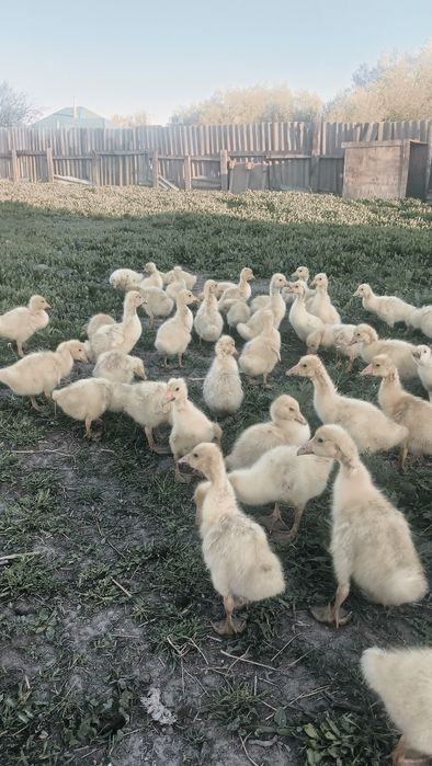 қаз   балапандары