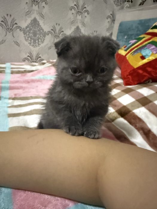 Продам маленькую кошку с вещами