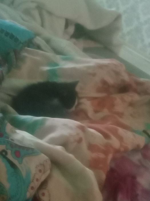 Отдам котенка бесплатно