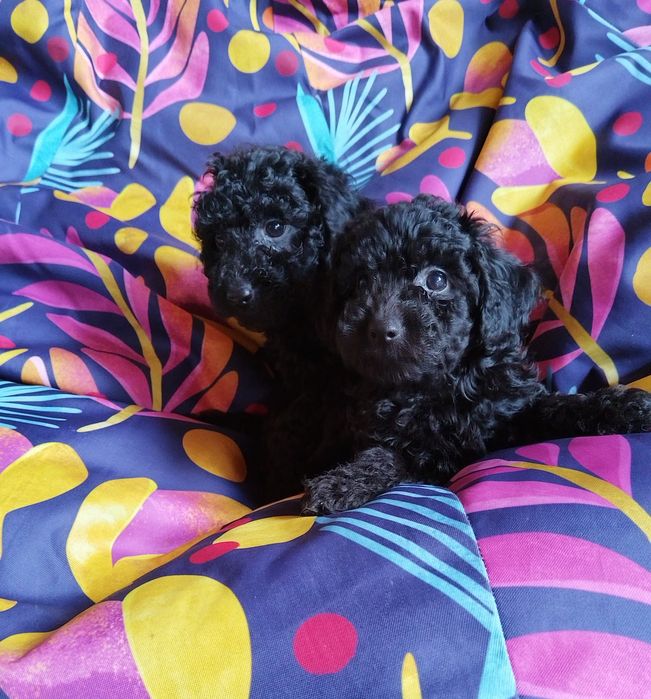 Mini poodle/Мини пудел