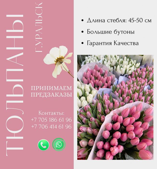 Тюльпаны ОПТОМ и в розницу + Праздничное оформление