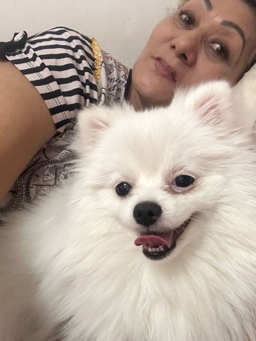 Отдам в хорошие руки шпица