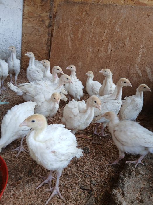 Pui de carne, rasa mixta si curci