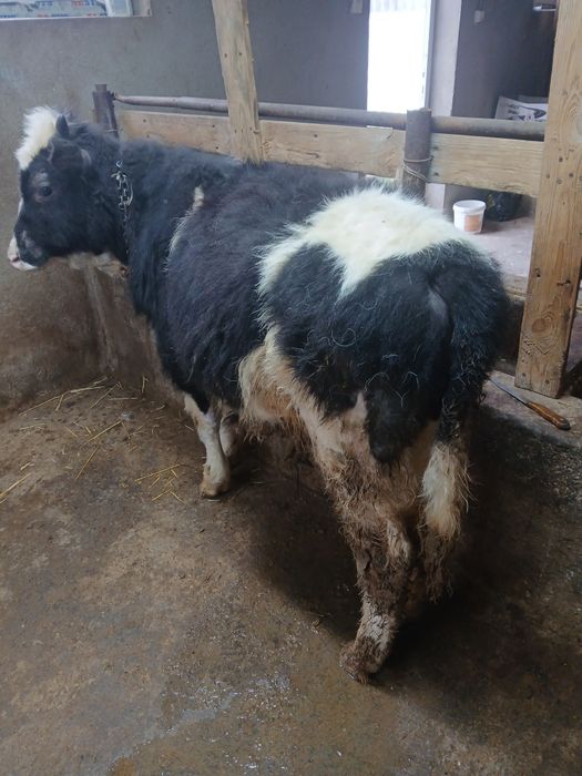 Бичок сатилади 11 айлик