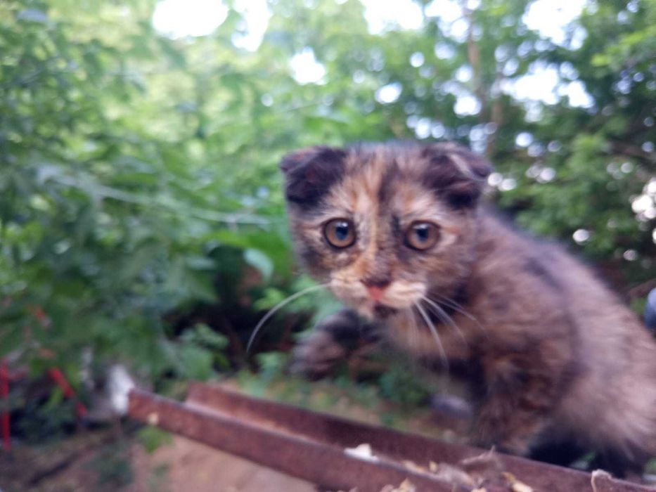 Вислоухая коська шотландка
