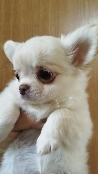 Чихуахуа-миники щенки