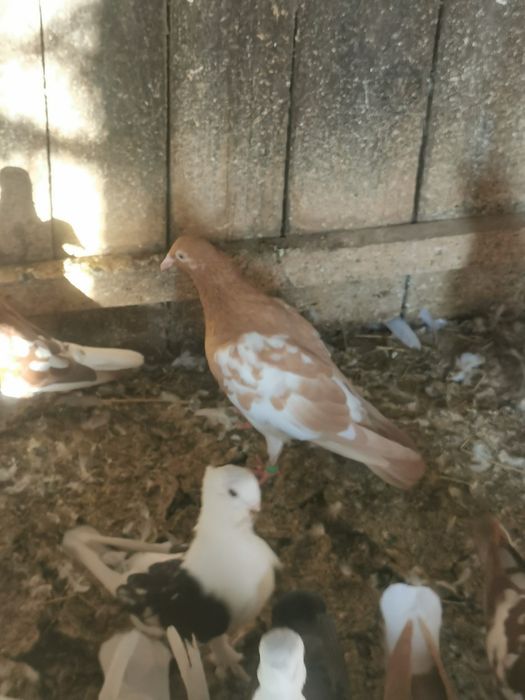 Voiajori Meulemans galben rosu