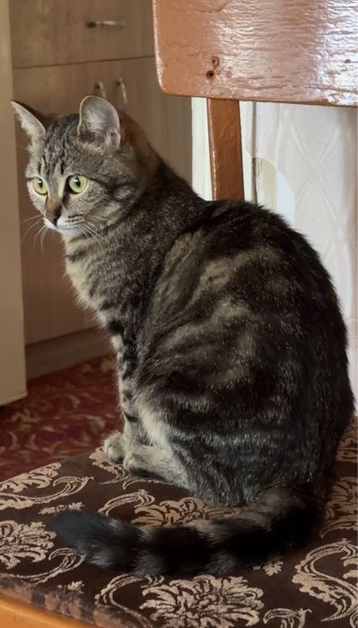 Отдам кошечку в добрые руки