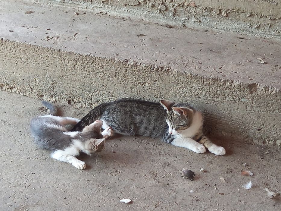 Dăruiesc pui de pisica de 3 luni