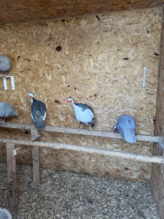 Продам цесарок 8-месячных.